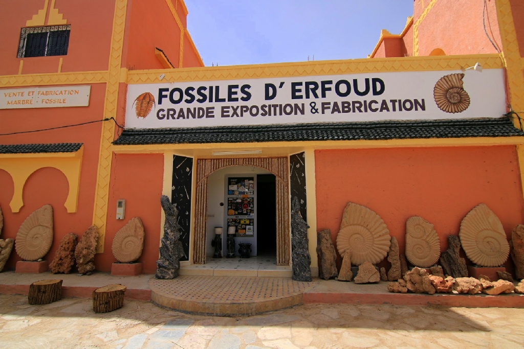 Fossiles authentiques à vendre Contactez Fossiles d'Erfoud Superbes